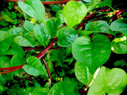 500 Seeds Red Malabar Spinach Seeds - Basella alba Pui, Vine Spinach, red Vine Spinach, Climbing Spinach, Creeping Spinach, Buffalo Spinach, Malabar Spinach and Ceylon Spinach - The Rike Inc