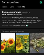 Mammoth Sunflower Seeds for Planting - 100 Seeds - Wild Perennial Sunflower Seeds, Peredovik Sunflower Gypsy chamer Seeds, Mammoth Grey Stripe Sunflower Seeds - The Rike Inc