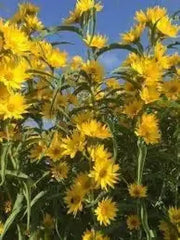 600 Maximilian Sunflower Flower Seeds for Planting Helianthus maximiliani Maximilian Sunflower Seeds - The Rike Inc