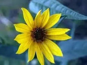 600 Maximilian Sunflower Flower Seeds for Planting Helianthus maximiliani Maximilian Sunflower Seeds - The Rike Inc