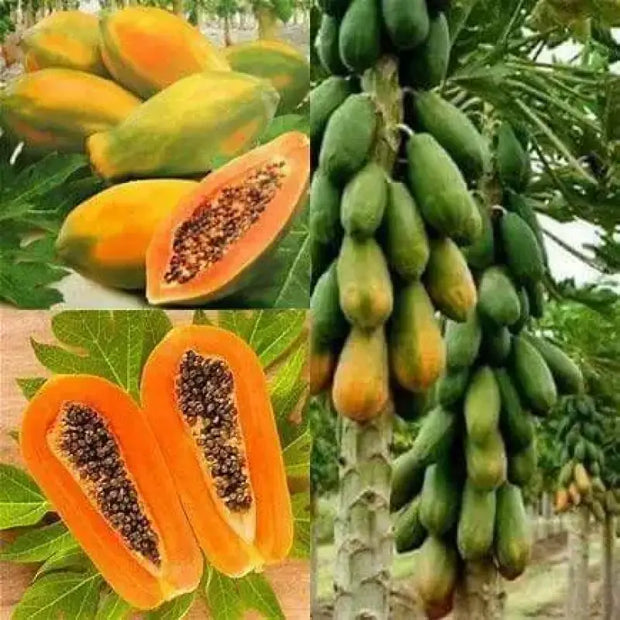 organic papaya seeds for planting Mexican Papaya (Carica papaya) from Seed: tropical vigor, fast growth, sweet rewards