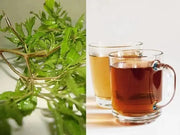 Ming Aralia Tea Organic Dinh Lang Tea Leaf Herbal Tea Polyscias Fruticosa Polyscias Ming Panax fruticosum detox tea 100 gram - The Rike Inc