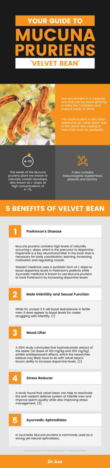 Your Guide to Mucuna pruriens or velvet bean - Dr. Axe