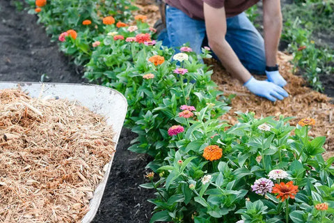 WHERE DOES POKEWEED GROW BEST & HOW TO GROW IT?