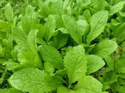The Rike 3000 Seeds Mustard Leaf – Cải Bẹ Xanh Green Mustard Lettuce Spinach Seeds Southern Giant Curled Mustard Greens Tendergreen GAI Choi Mustard Seeds Heirloom Non GMO - The Rike Inc