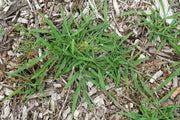 1000 Dallisgrass Seeds Paspalum dilatatum Dallas Grass Weed Killer Sticky Head to Prevent Soil Erosion