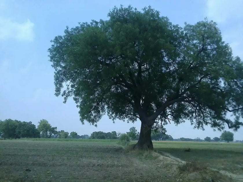 10 Neem Seeds for Planting | Azadirachta Indica tree Seeds non-gmo