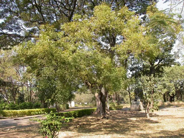 neem tree condition