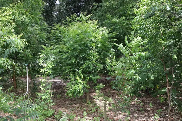 neem tree growth