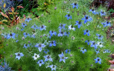 nigella-seeds-to-plant-in-the-fall
