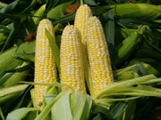 1200 Ambrosia Sweet Corn Seeds Maize Corn Seeds Indian Corn Seeds for Planting Organic Hybrid Sweet Corn Seeds Non-GMO sweetcorn Ilinois Farm Grown Heirloom Yellow Sweet Corn Seeds Bulk UNTREATED