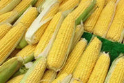 1200 Ambrosia Sweet Corn Seeds Maize Corn Seeds Indian Corn Seeds for Planting Organic Hybrid Sweet Corn Seeds Non-GMO sweetcorn Ilinois Farm Grown Heirloom Yellow Sweet Corn Seeds Bulk UNTREATED