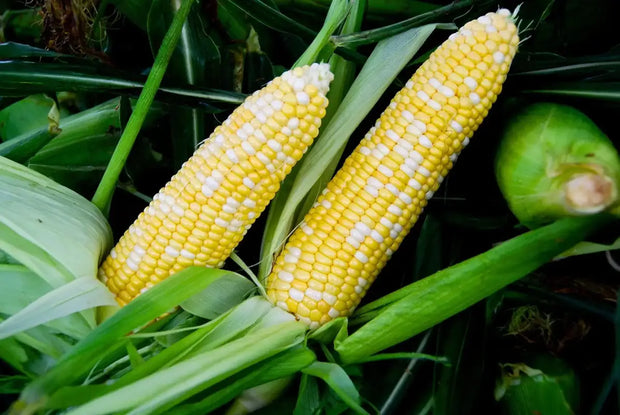 1200 Ambrosia Sweet Corn Seeds Maize Corn Seeds Indian Corn Seeds for Planting Organic Hybrid Sweet Corn Seeds Non-GMO sweetcorn Ilinois Farm Grown Heirloom Yellow Sweet Corn Seeds Bulk UNTREATED