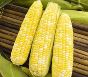 1200 Ambrosia Sweet Corn Seeds Maize Corn Seeds Indian Corn Seeds for Planting Organic Hybrid Sweet Corn Seeds Non-GMO sweetcorn Ilinois Farm Grown Heirloom Yellow Sweet Corn Seeds Bulk UNTREATED