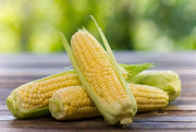 1200 Ambrosia Sweet Corn Seeds Maize Corn Seeds Indian Corn Seeds for Planting Organic Hybrid Sweet Corn Seeds Non-GMO sweetcorn Ilinois Farm Grown Heirloom Yellow Sweet Corn Seeds Bulk UNTREATED