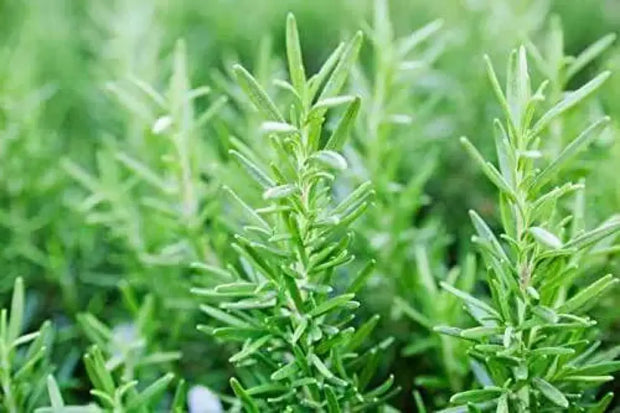 200 Seeds Rosemary Herb Seeds Rosemary Culinary Herb Seeds. Salvia rosmarinus. Non-GMO - The Rike Inc