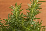 200 Seeds Rosemary Herb Seeds Rosemary Culinary Herb Seeds. Salvia rosmarinus. Non-GMO - The Rike Inc