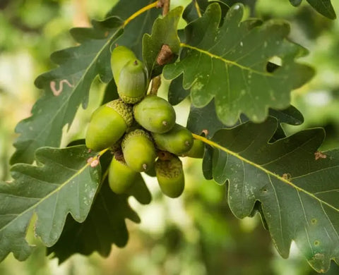 Full Guide On How To Grow An Oak Tree From Seeds