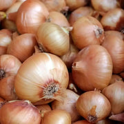 400+ Onions Seeds for Planting Allium cepa L. Vidalia Sweet Onion Seeds Evergreen White Bunching Onion Seeds, Scallions White Lisbon Onion Seeds Non GMO 100% USA Grown - The Rike Inc