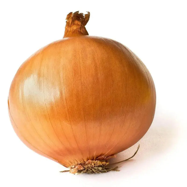 400+ Onions Seeds for Planting Allium cepa L. Vidalia Sweet Onion Seeds Evergreen White Bunching Onion Seeds, Scallions White Lisbon Onion Seeds Non GMO 100% USA Grown - The Rike Inc