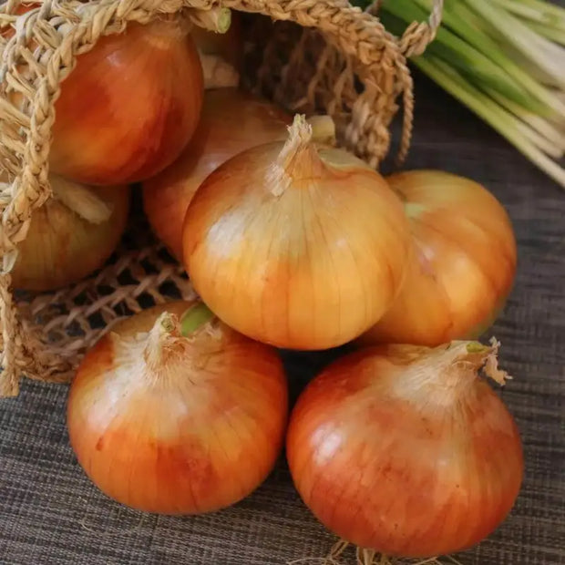 400+ Onions Seeds for Planting Allium cepa L. Vidalia Sweet Onion Seeds Evergreen White Bunching Onion Seeds, Scallions White Lisbon Onion Seeds Non GMO 100% USA Grown - The Rike Inc