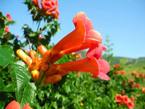 Growing Orange Trumpet Vine from Seed - A Step-by-Step Guide to Success