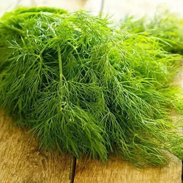 1000 Dill Seeds Organic Vegetable Seeds Herb Dill Plant Seeds Anethum graveolens