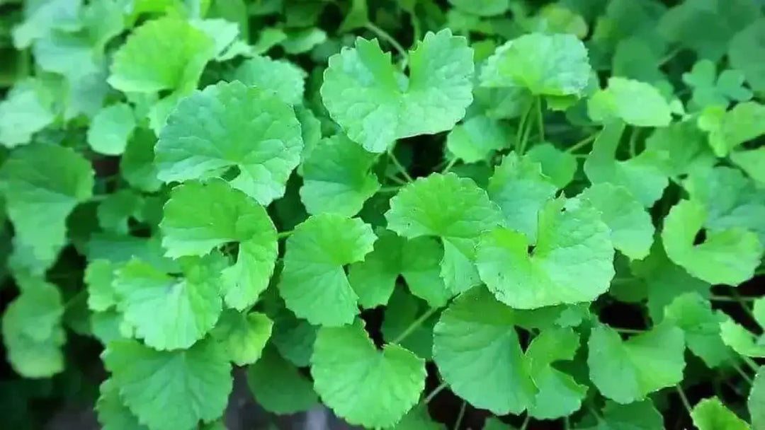 gorintaku plant seeds 4 pack x 500 Gotu Kola Seeds Centella Asiatica Gongtokola Indian Pennywort