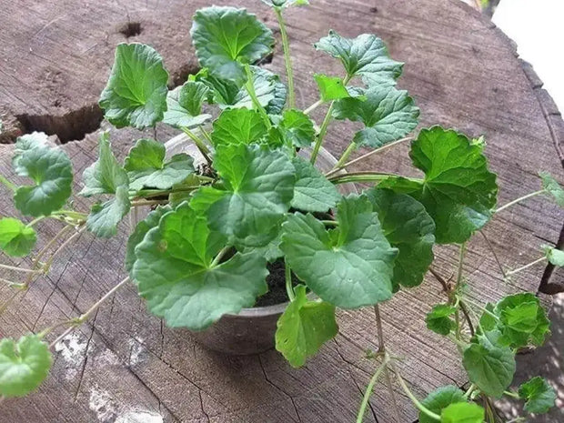 gotu kola plant seeds 4 pack x 500 Gotu Kola Seeds Centella Asiatica Gongtokola Indian Pennywort