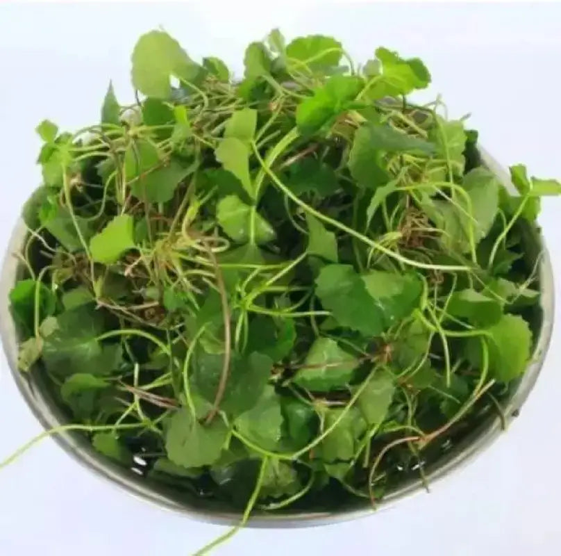 food for air plants Air Plant Fertilizing Spray & Soak main image 0