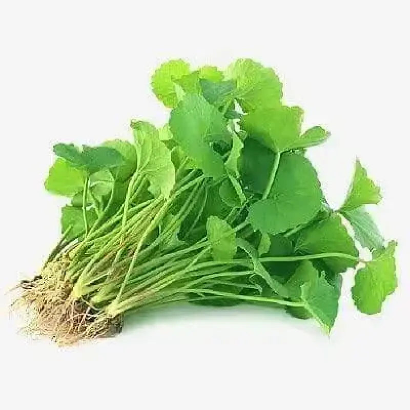 gotu kola plant seeds 4 pack x 500 Gotu Kola Seeds Centella Asiatica Gongtokola Indian Pennywort