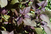Shiso (紫蘇）Red Perilla (Perilla Frutescens) 1000 Seeds, Easy to Grow, (Og) Organic - The Rike Inc