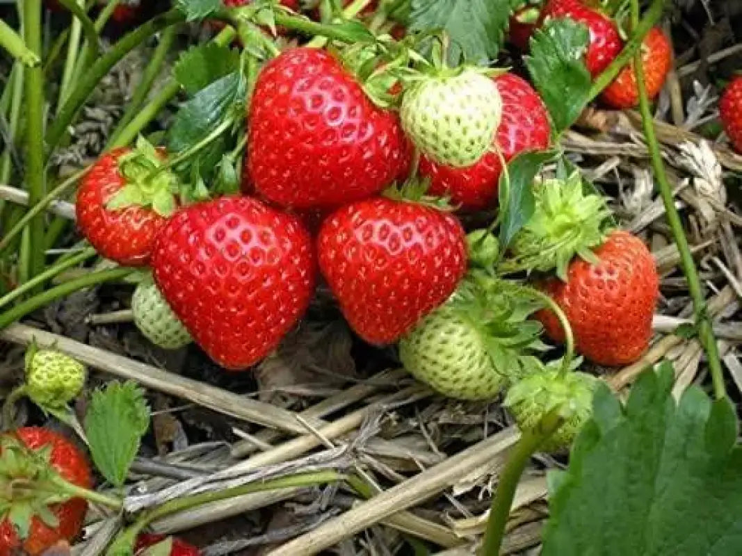 2 pack x 1200 seeds Organic Strawberry Seeds for Year-Round Planting