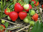 organic strawberries seeds 2 pack x 1200 seeds Organic Strawberry Seeds for Year-Round Planting
