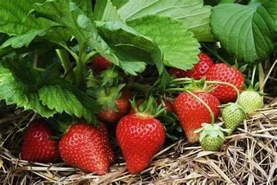 are strawberry seeds good for you 2 pack x 1200 seeds Organic Strawberry Seeds for Year-Round Planting