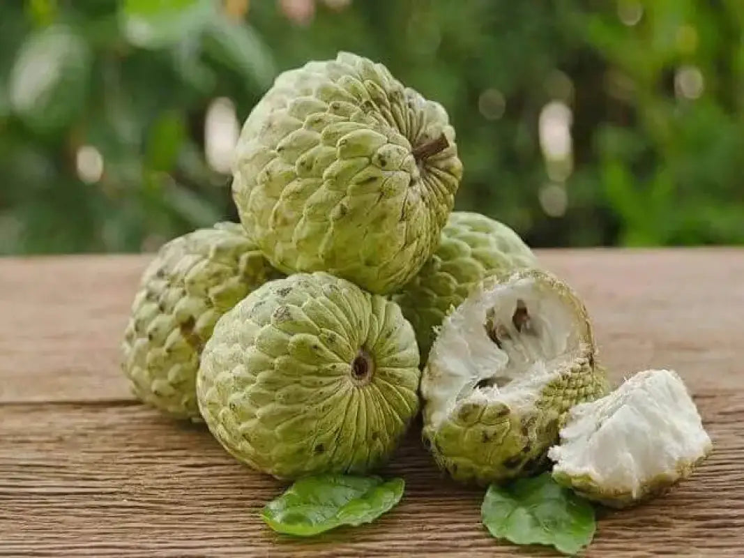 planting custard apple seeds 50 seeds Organic Sugar Apple Seeds for Planting Annona Squamosa tree seeds