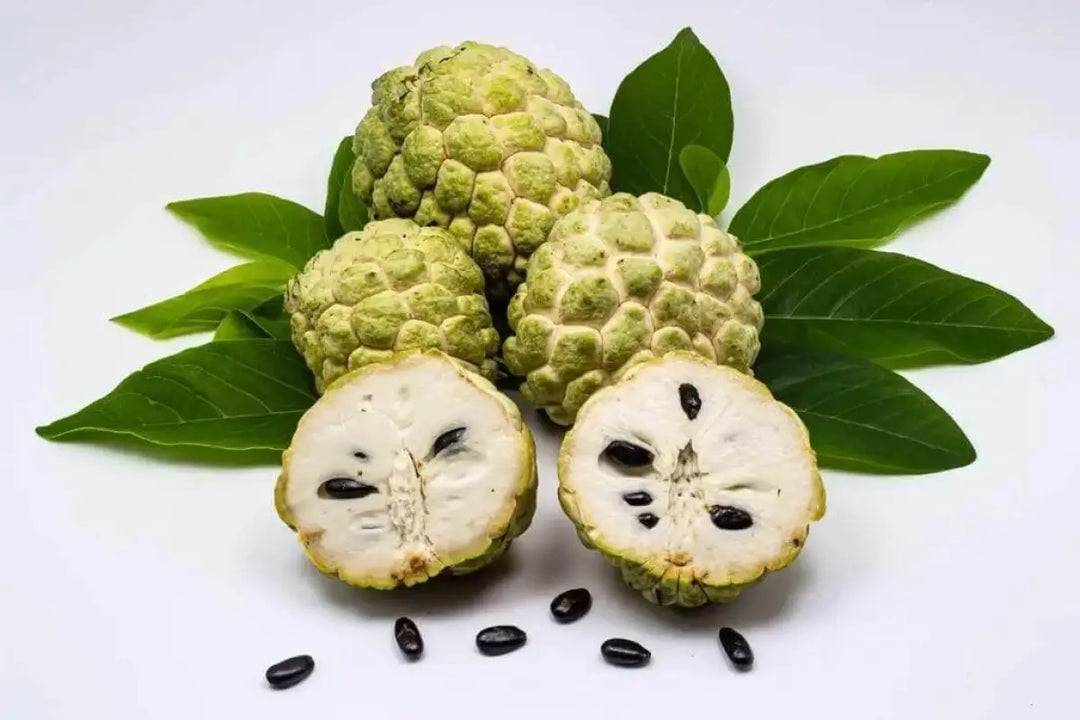 50 seeds Organic Sugar Apple Seeds for Planting Annona Squamosa tree seeds
