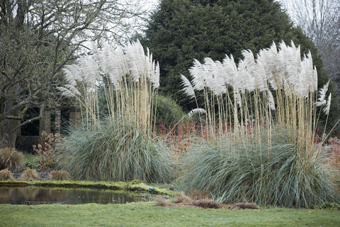 Growing Pampas Grass from Seeds