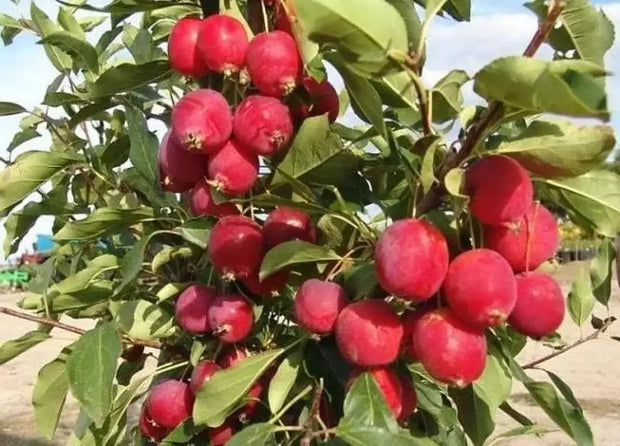 Paradise Apple 20 Seeds for Planting Domesticated Orchard Apple Culinary Apple Malus pumila Seeds - The Rike Inc