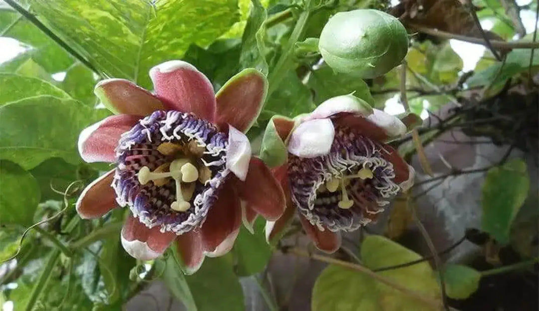 5 pack x 60 Passionflower Seeds Chanh Day lac Tien Seeds Passiflora Passion