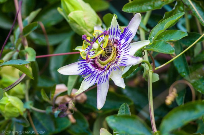 5 Benefits of Passionflower & How To Use It