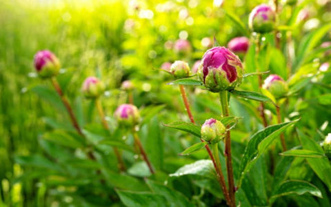 peony-buds-benefits-for-health-and-skin