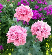 Peony Seeds 200+ Mixed Color Peony Poppy Seeds Black, Purple, Pink Poppy Peony Seeds - Giant Double Flower Seeds - The Rike Inc