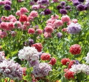 Peony Seeds 200+ Mixed Color Peony Poppy Seeds Black, Purple, Pink Poppy Peony Seeds - Giant Double Flower Seeds - The Rike Inc