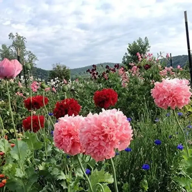 Peony Seeds 200+ Mixed Color Peony Poppy Seeds Black, Purple, Pink Poppy Peony Seeds - Giant Double Flower Seeds - The Rike Inc