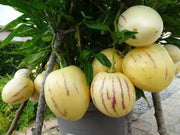 20 Seeds Pepino Dulce Sweet Cucumber Pepino Melon Fruit Seeds for Planting Solanum Muricatum Melon Pear - The Rike Inc