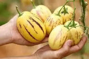 20 Seeds Pepino Dulce Sweet Cucumber Pepino Melon Fruit Seeds for Planting Solanum Muricatum Melon Pear - The Rike Inc