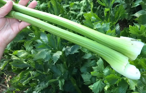 A Full Guide & Tips On How To Grow Celery From Seed