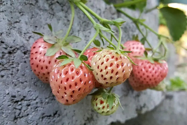 pineberry-growing condition
