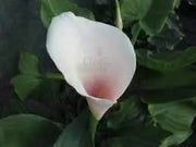 Pink Arum Lily Seeds 20 Zantedeschia aethiopica Flower Seeds Calla Lily Araceae - The Rike Inc